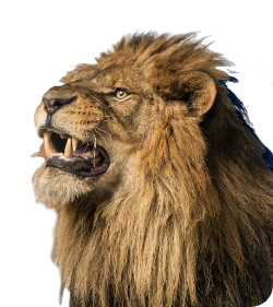 Imagem do leão